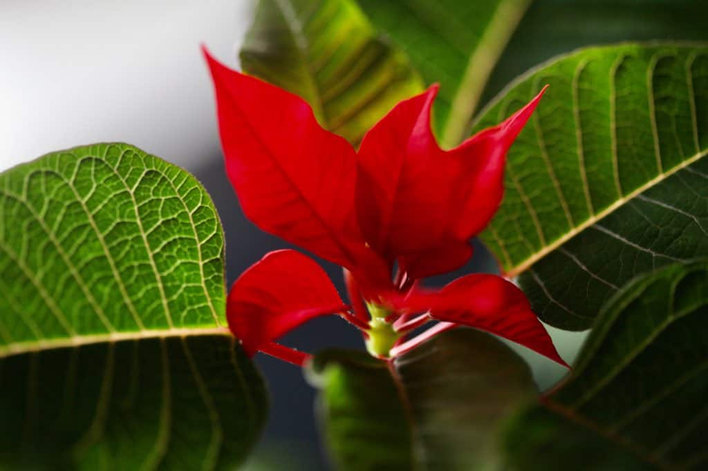 a poinsettia from last year, reblooming again this season with red bracts and green leaves