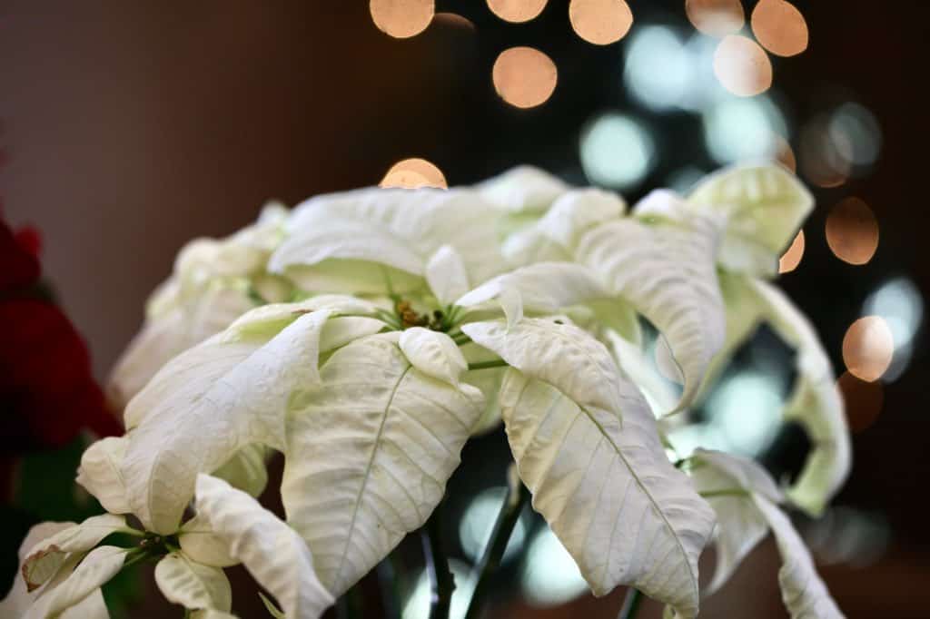 a white poinsettia with white colored bracts