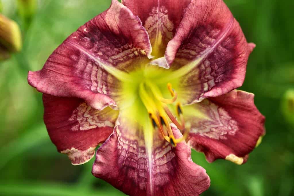 Absolutely Stellar is a semi-evergreen daylily that thrives in zone 5b
