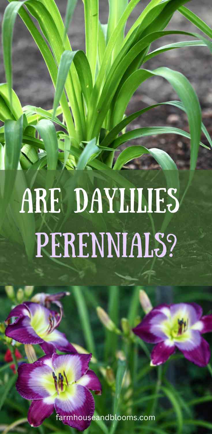 Are Daylilies Perennials? - Farmhouse & Blooms