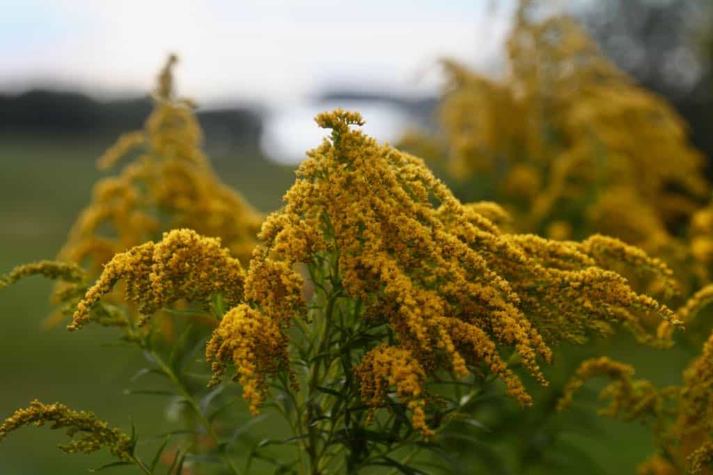 goldenrod flowers in the field, harvested for a goldenrod tea recipe