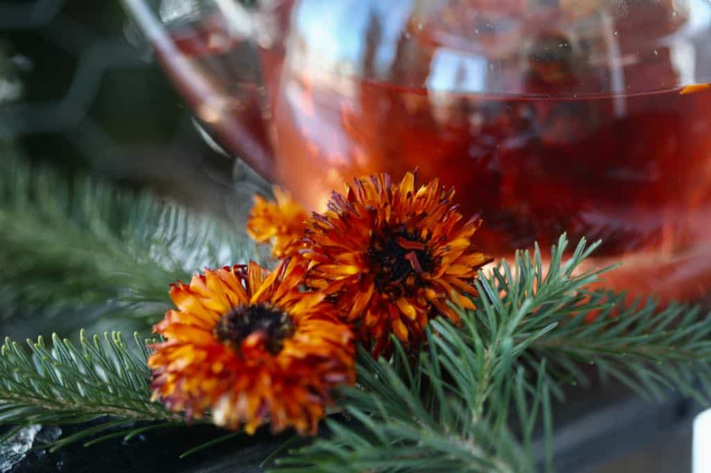 calendula tea in a clear glass tea pot next to calendula flowers and fir boughs