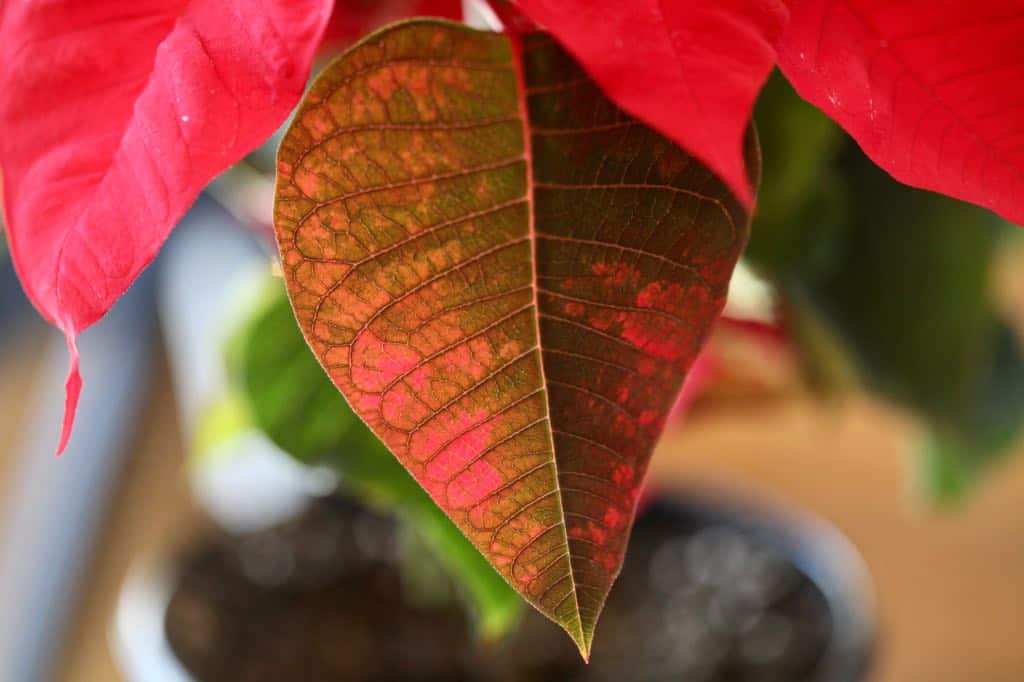 colorful red and mottled poinsettia bracts