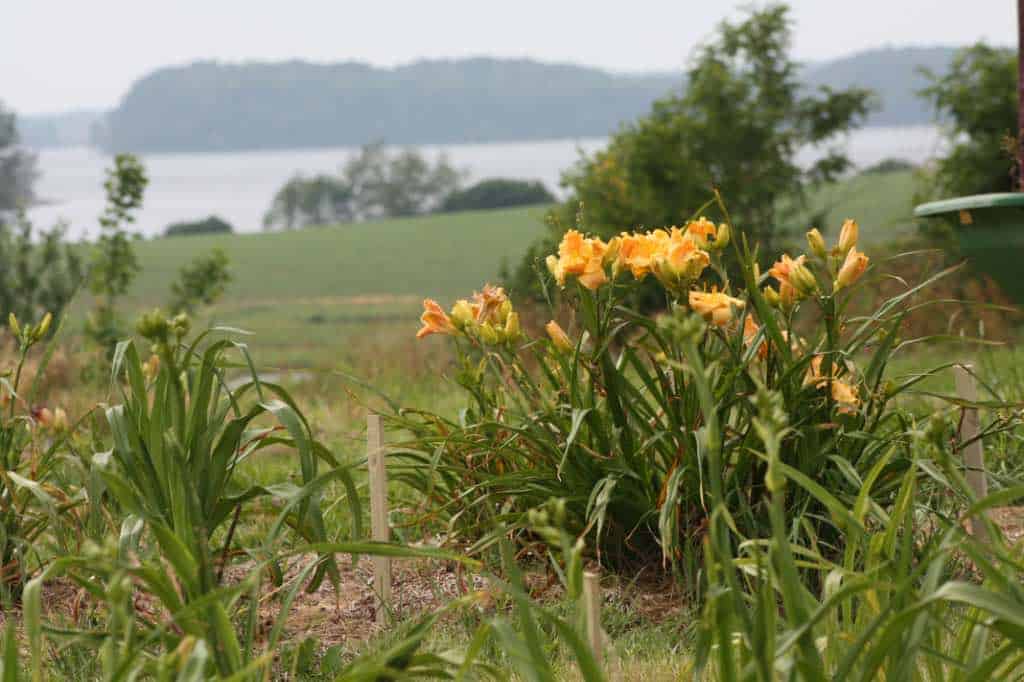 daylilies growing in the field, discussing that daylilies are perennials