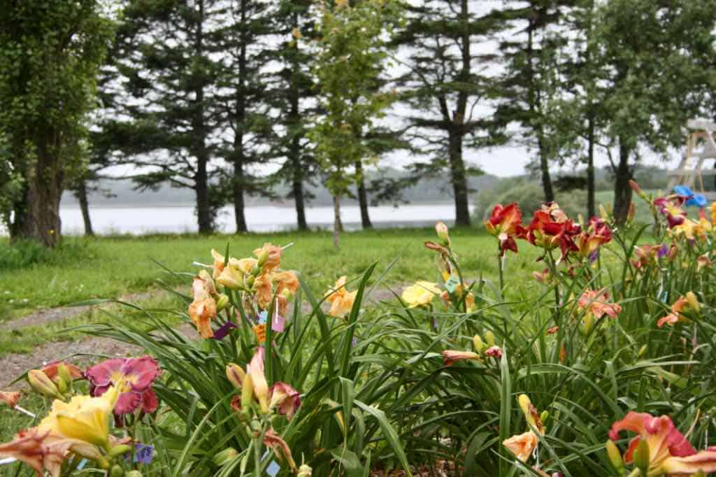 daylilies in the garden, some with tags to identify seed crosses