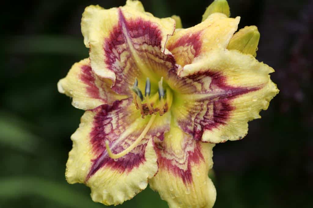a yellow daylily with a complex eye