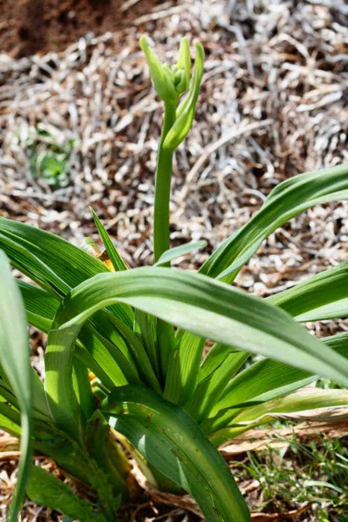 a daylily with flower scape in the garden