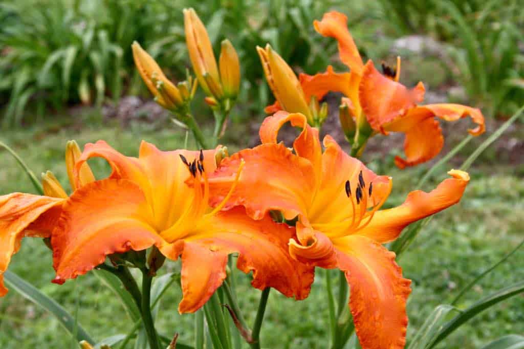 orange daylilies growing in the garden