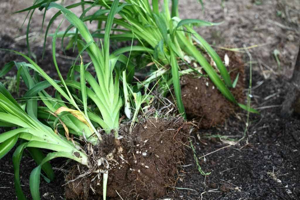 daylily lifted and divided, discussing that daylilies are perennials