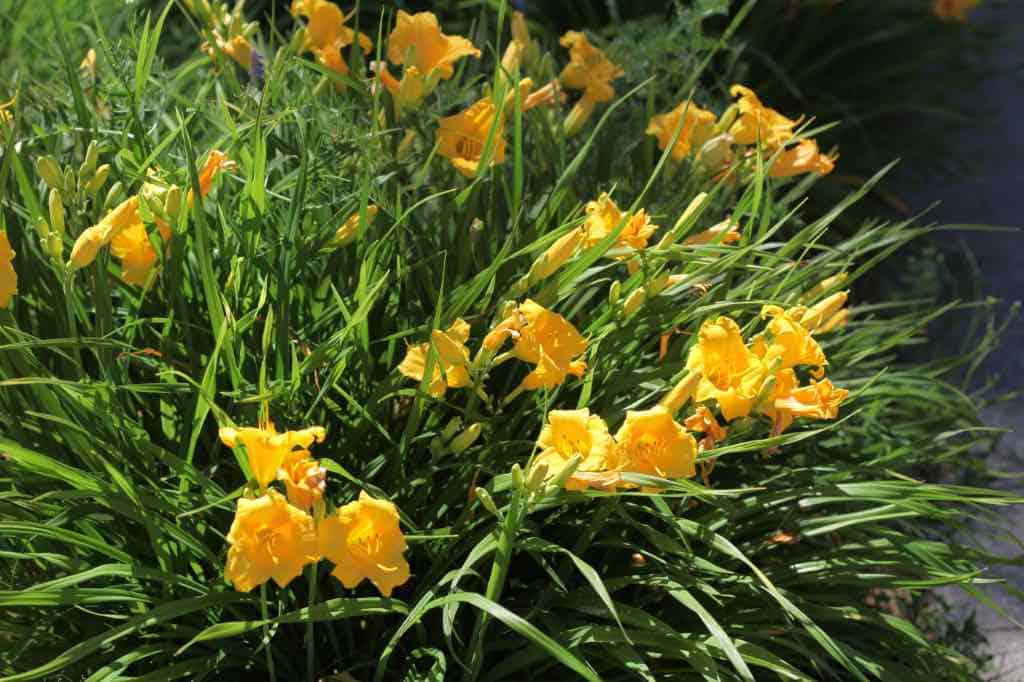 orange daylilies growing in a clump