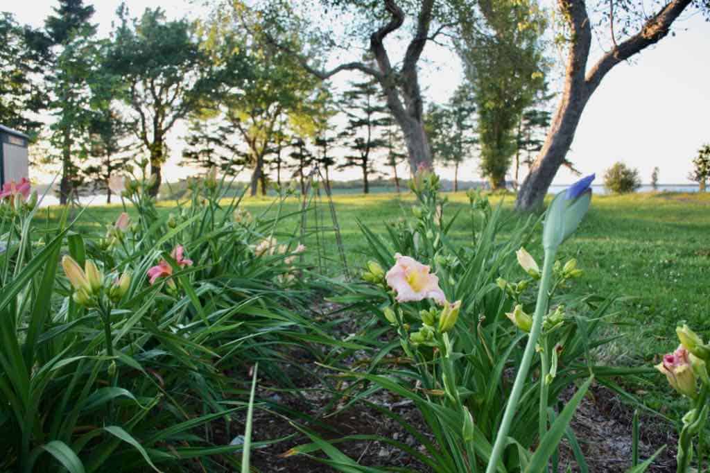 daylilies in the garden, beginning to bloom