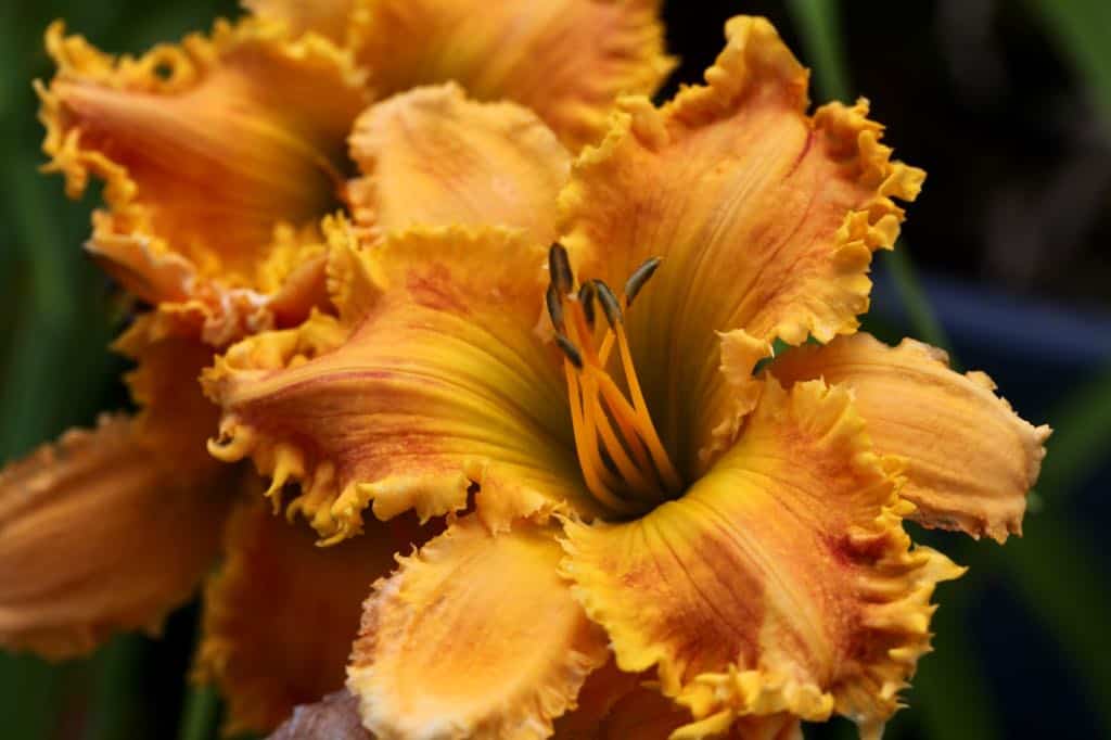 orange daylily flowers