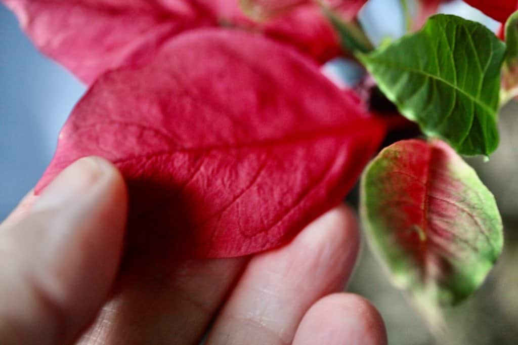 a hand holding a red poinsettia bract