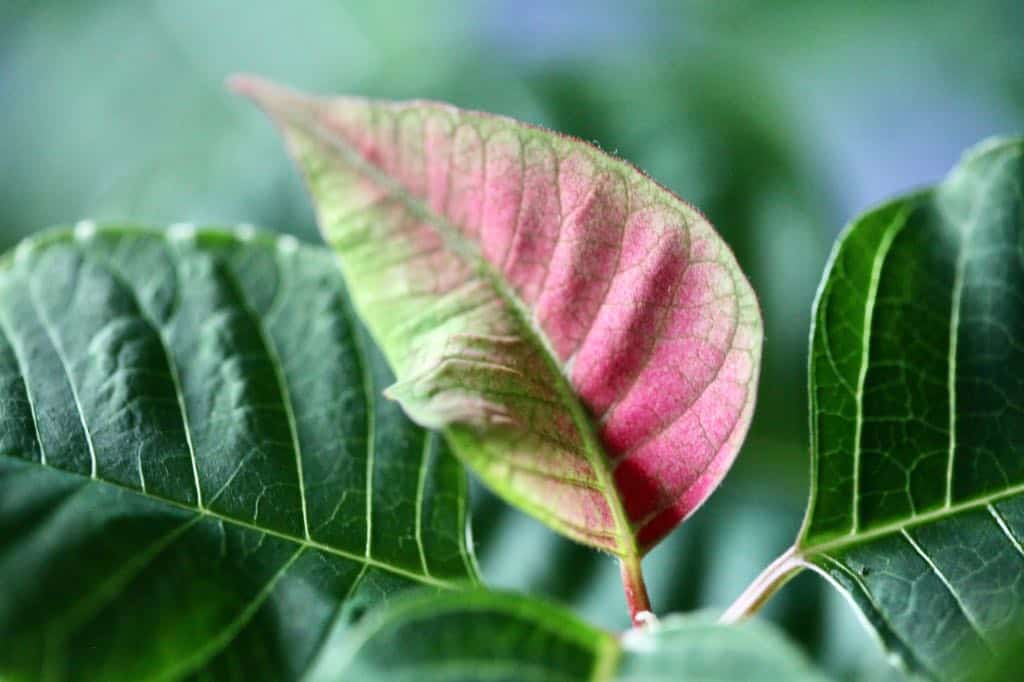 poinsettia leaves with colorful bracts forming