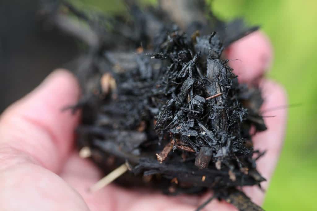 a hand holding dark mulch