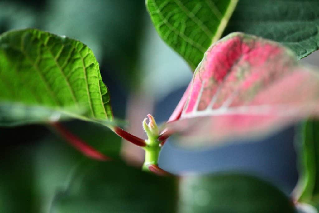 new poinsettia bracts forming