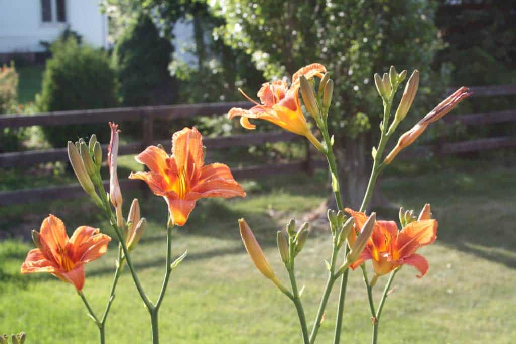 orange ditch lily