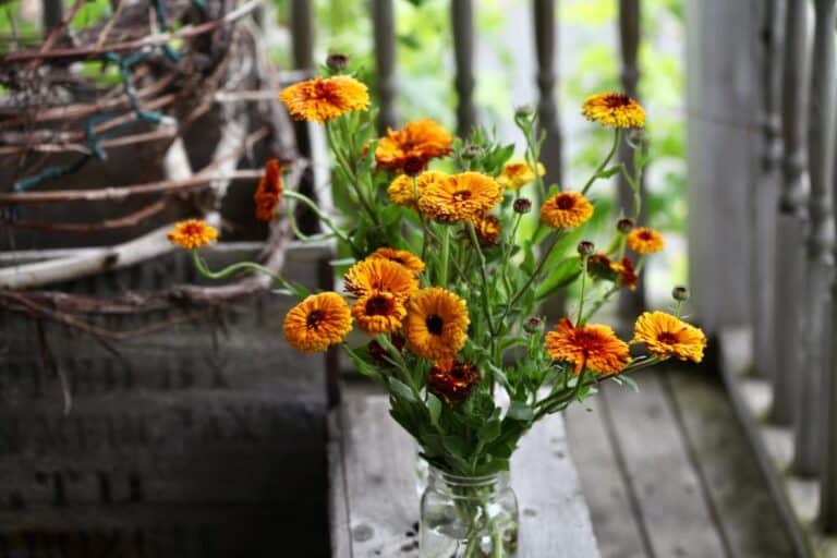 How To Make Calendula Tea Calendula Tea Recipe Farmhouse & Blooms
