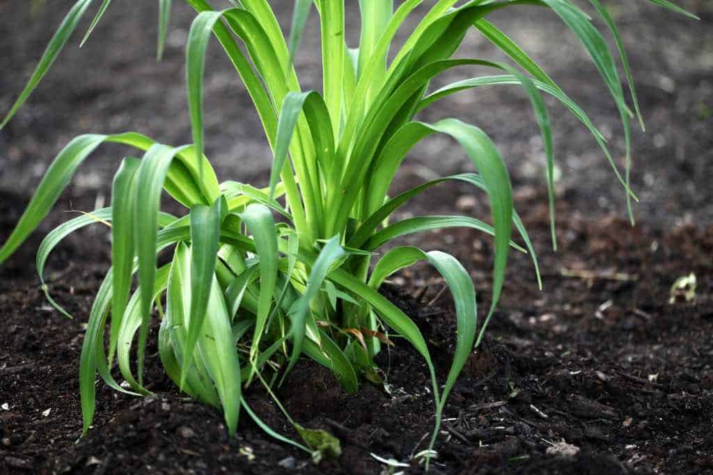 a freshly planted daylily