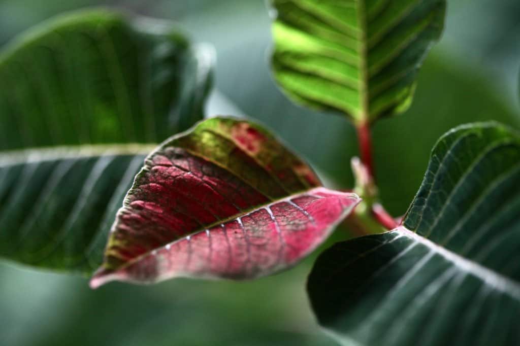 a poinsettia plant with green leaves and red and green bracts