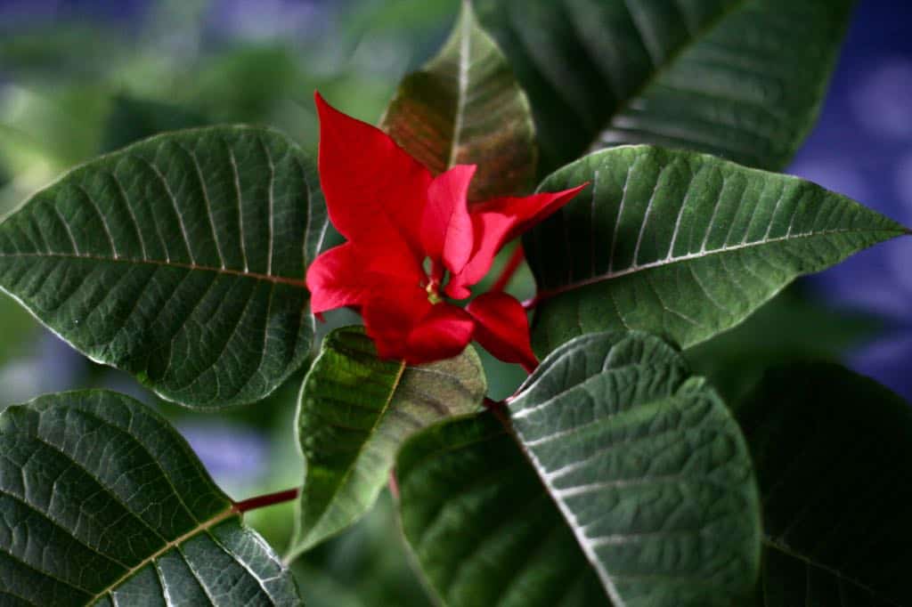 a poinsettia with red bracts and green leaves 