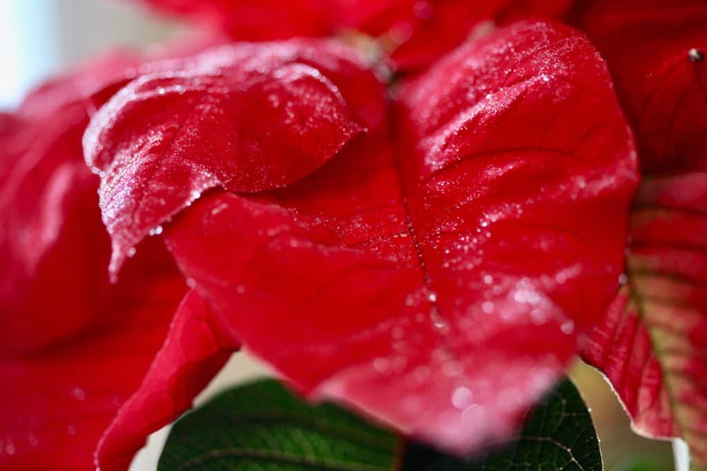 red misted poinsettia bracts