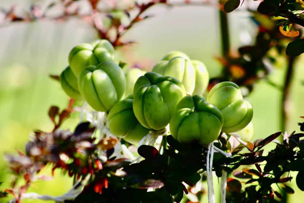 green daylily seed pods