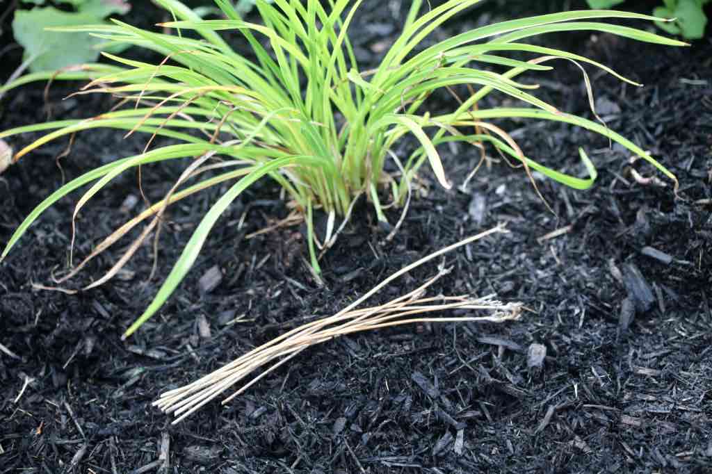 daylily next to old and removed flower stalks