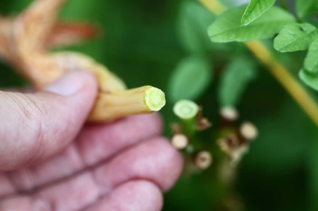 removing spent blooms and seed pods to help the daylily plant conserve energy