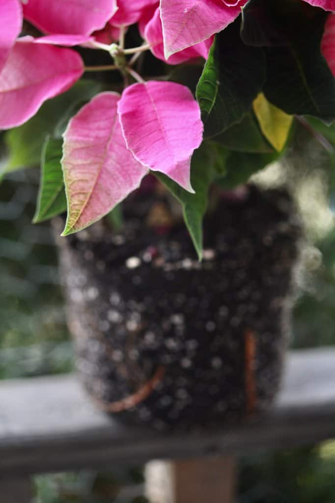 a poinsettia plant removed from the pot for replanting