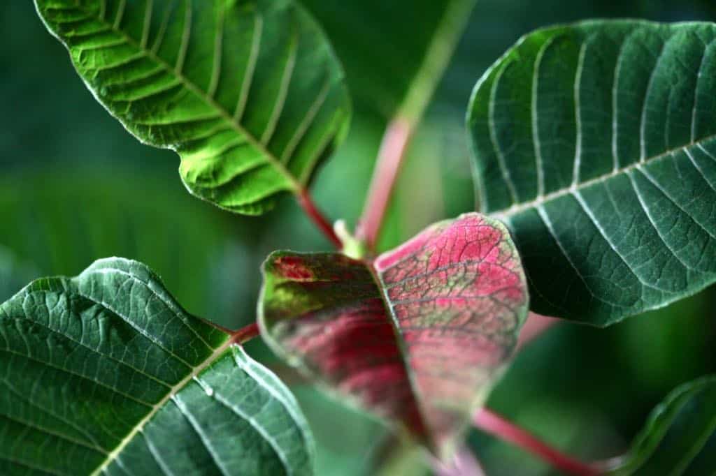 a poinsettia reblooming