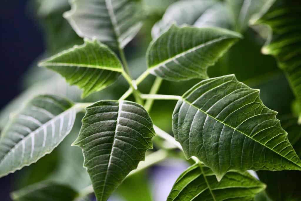 a poinsettia plant with green leaves