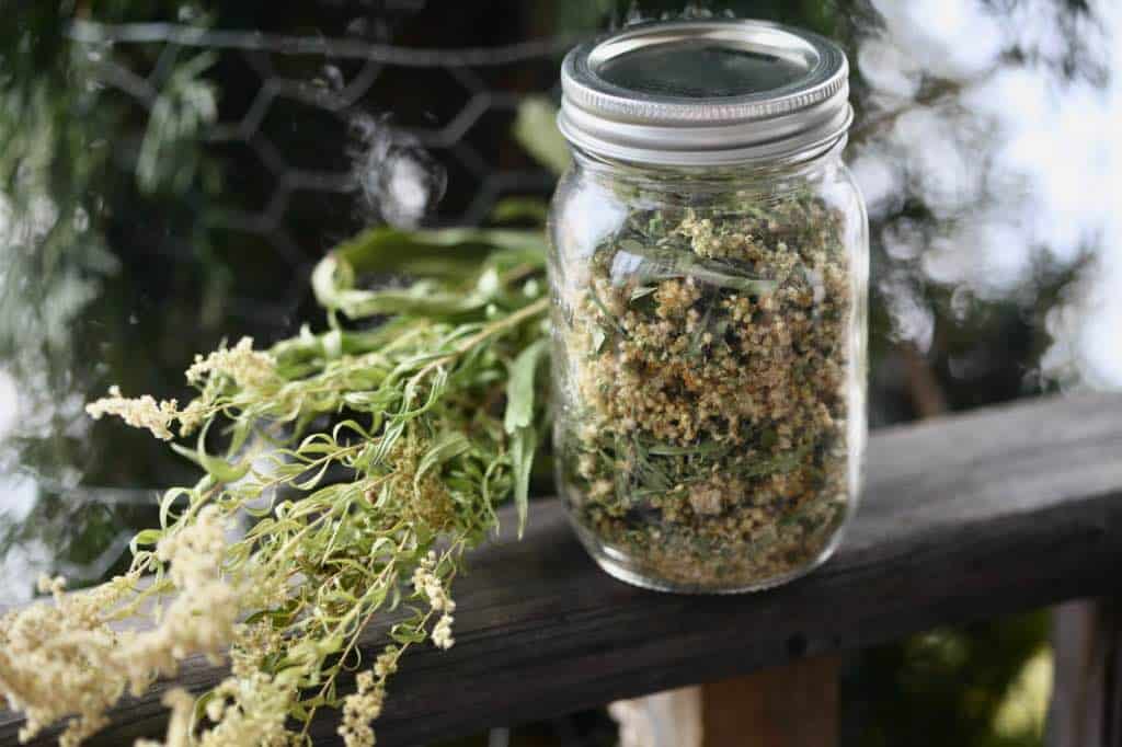 a mason jar filled with dried goldenrod flowers and leaves for a goldenrod tea recipe