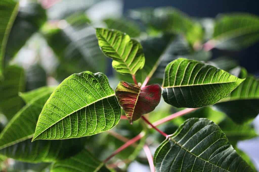 a plant with green leaves and a red bract