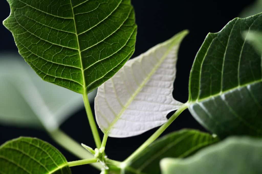 a poinsettia plant with one small white bract 