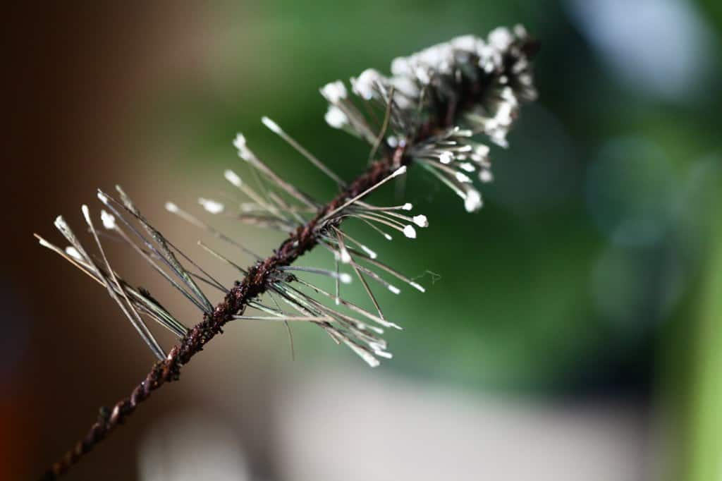 a vintage bottle brush tree that has lost most of it's bristles