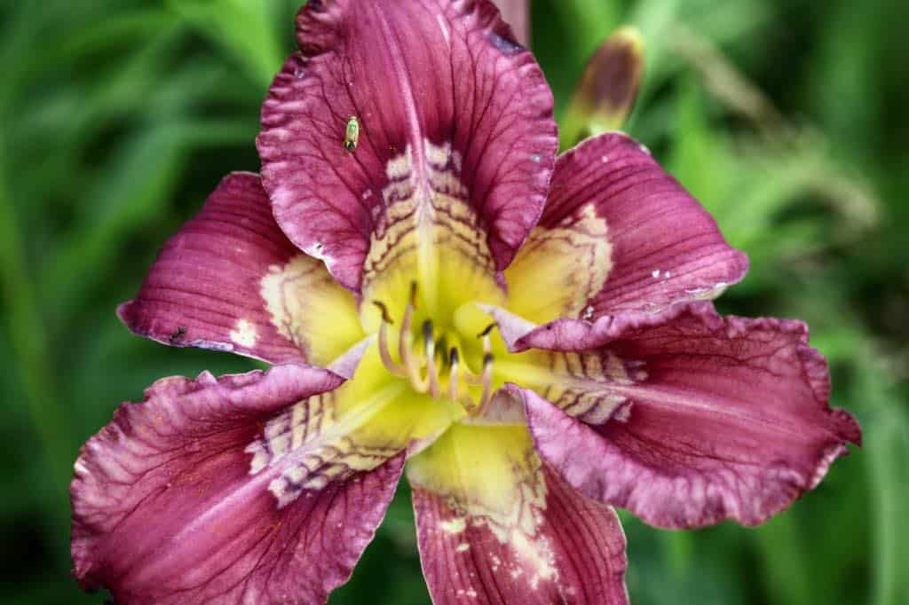 thrips can cause blotching of daylily flowers, as in this daylily seedling