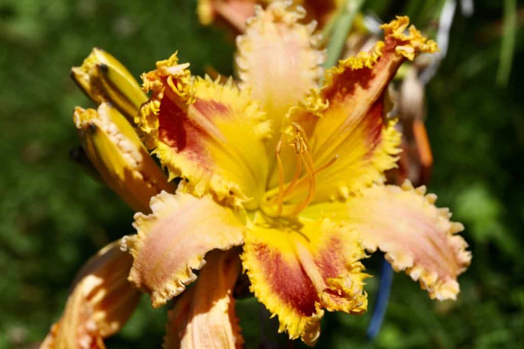 toothy daylily seedling