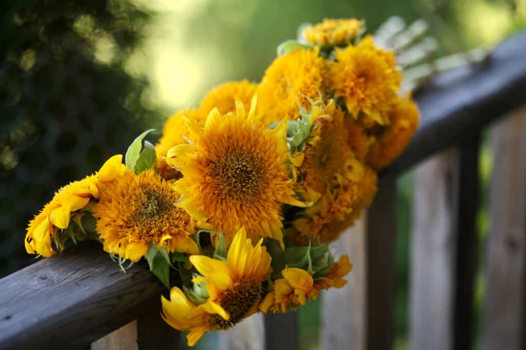 a bouquet of Teddy Bear sunflowers on a wooden railing