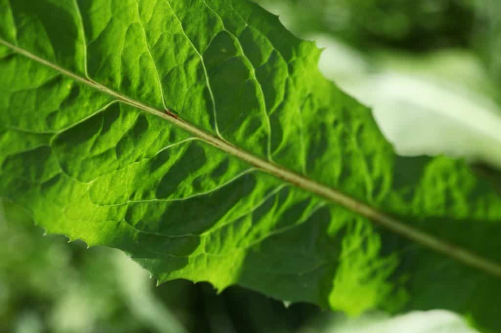 a chicory leaf glowing in the sunlight