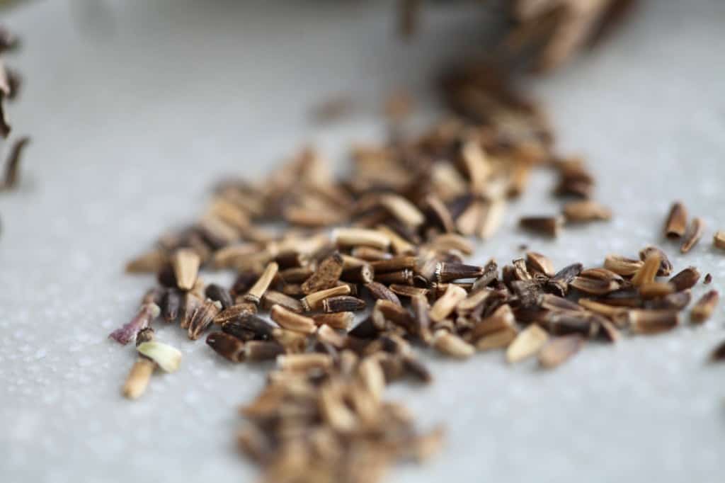 a closeup of chicory seeds