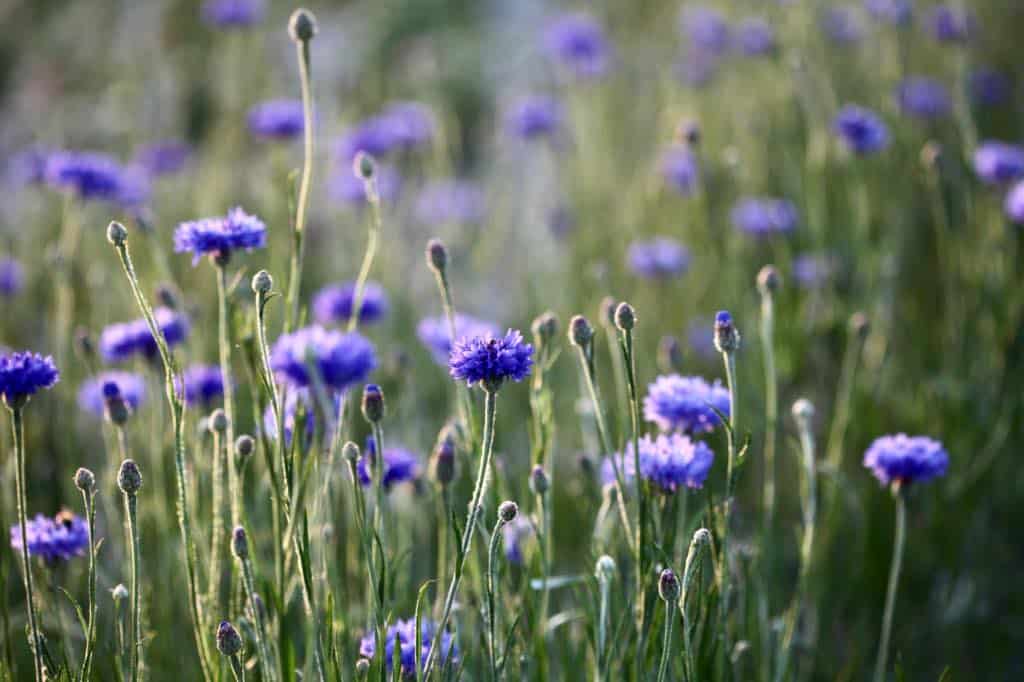 blue bachelor button flowers in the garden