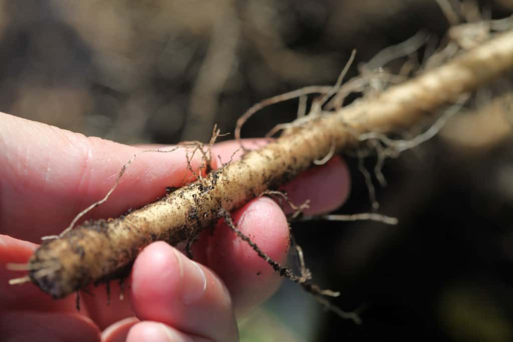 a hand holding a freshly dug chicory root 