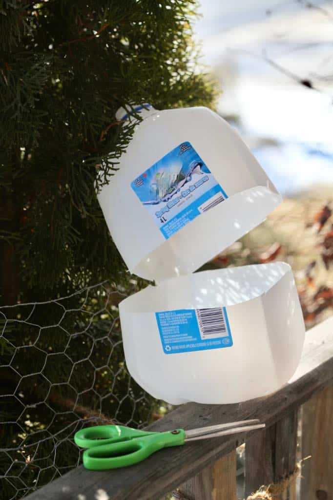 a hinged water jug cut in half for winter sowing