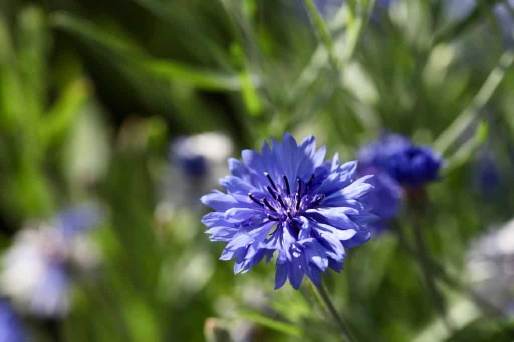 a blue cornflower in the garden