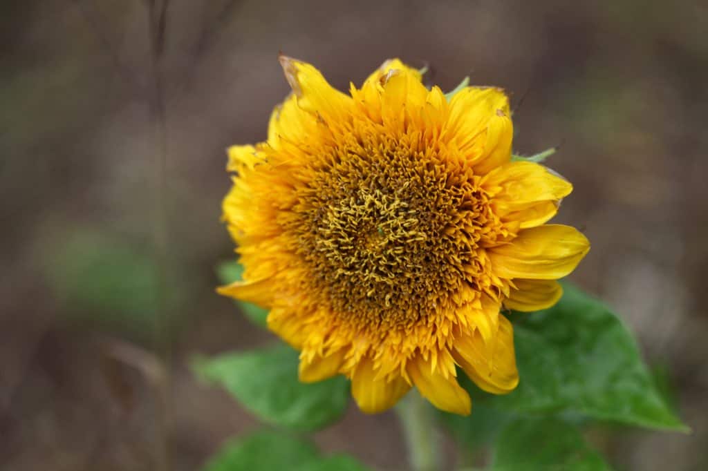 a spent teddy bear sunflower bloom 