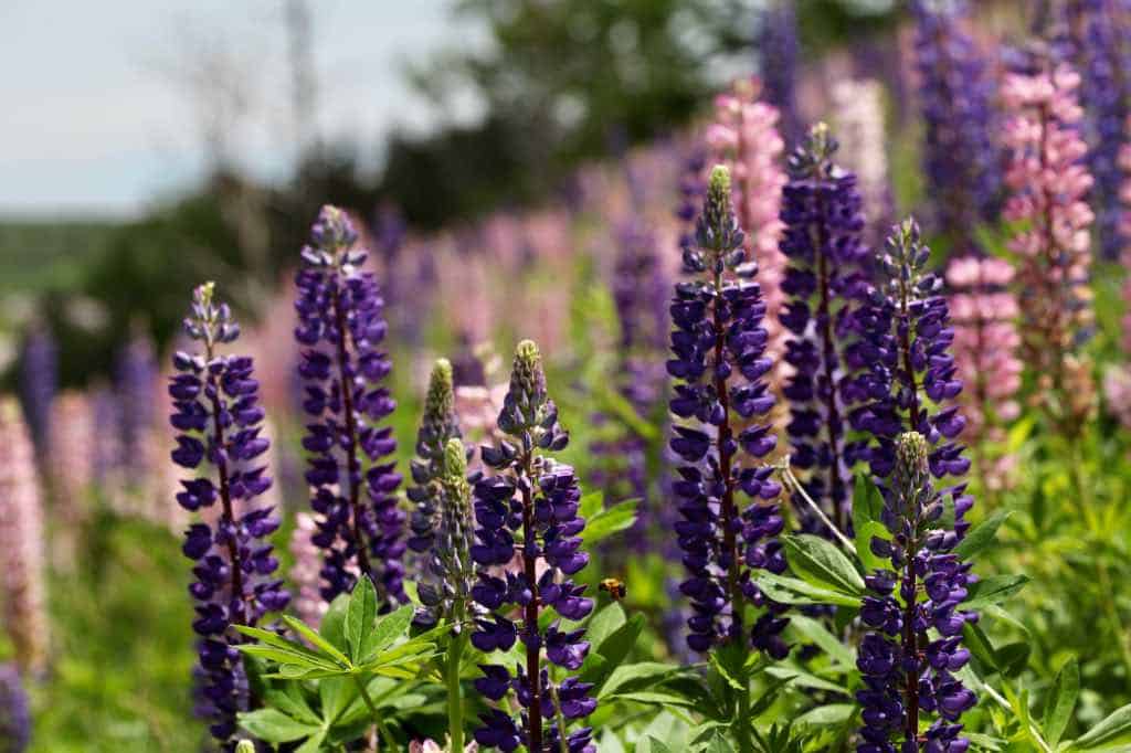 a stand of wild lupines