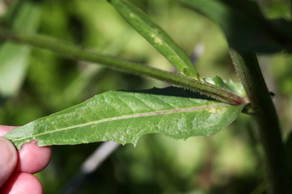 a hand holding a wild chicory leaf attached to the stem