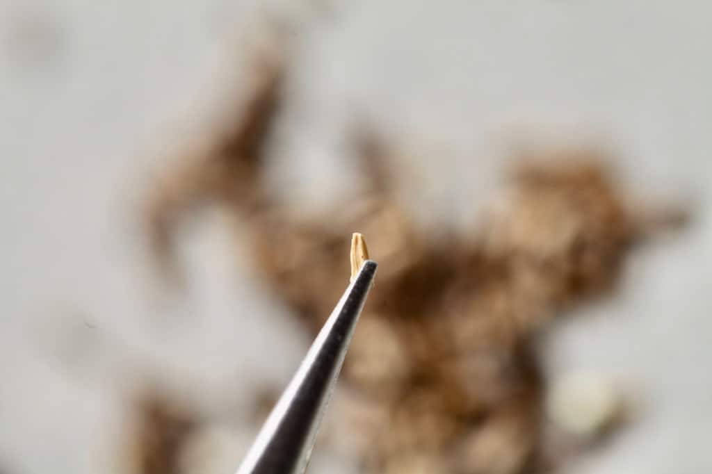 a wild chicory seed held by a pair of tweezers