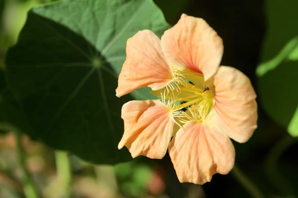 a peach colored nasturtium flower